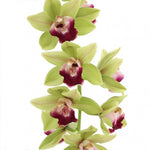 Carica l'immagine nel visualizzatore Galleria, Cymbidium Pearl Dawson 'Procyon'