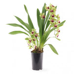 Carica l'immagine nel visualizzatore Galleria, Cymbidium Pearl Dawson 'Procyon'