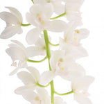 Carica l'immagine nel visualizzatore Galleria, Cymbidium Sarah Jean 'Ice Cascade'