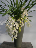 Carica l'immagine nel visualizzatore Galleria, Cymbidium Sarah Jean 'Ice Cascade'