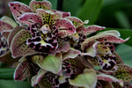 Carica l'immagine nel visualizzatore Galleria, Cymbidium Vogel`s Magic