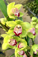 Carica l'immagine nel visualizzatore Galleria, Cymbidium Grinch