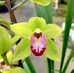 Carica l'immagine nel visualizzatore Galleria, Cymbidium Grinch