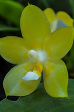 Carica l'immagine nel visualizzatore Galleria, Phalaenopsis Yaphon Christmas '860'