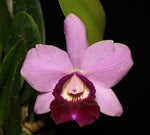 Carica l'immagine nel visualizzatore Galleria, Cattleya Aloha Case x L. dayana