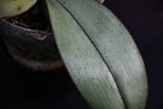 Carica l'immagine nel visualizzatore Galleria, Phalaenopsis Bronze Maiden 'Rio' (schilleriana x mannii 'Black' )