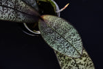Carica l'immagine nel visualizzatore Galleria, Phalaenopsis schilleriana 'Wilson' - silver leaves