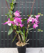 Carica l'immagine nel visualizzatore Galleria, Dendrobium Rainbow Dance 'Akatsukinjan'
