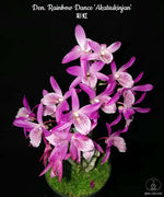 Carica l'immagine nel visualizzatore Galleria, Dendrobium Rainbow Dance 'Akatsukinjan'