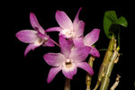 Carica l'immagine nel visualizzatore Galleria, Dendrobium moniliforme 'Kyoubeni 京紅' x 'Tsubaki Hime 椿姫'