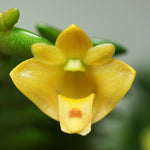 Carica l'immagine nel visualizzatore Galleria, Dendrobium leonis