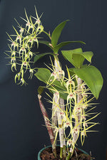Carica l'immagine nel visualizzatore Galleria, Dendrobium Hilda Poxon (speciosum x tetragonum)