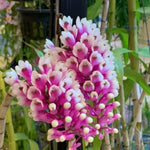 Carica l'immagine nel visualizzatore Galleria, Dendrobium Lee Chang Yi Miriam (secundum × smillieae)