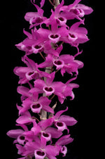 Carica l'immagine nel visualizzatore Galleria, Dendrobium Nestor 'Red Dragon' (anosmum x parishii)