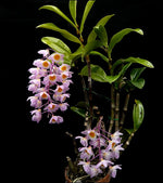 Carica l'immagine nel visualizzatore Galleria, Dendrobium amabile