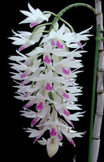 Carica l'immagine nel visualizzatore Galleria, Dendrobium amethystoglossum