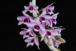 Carica l'immagine nel visualizzatore Galleria, Dendrobium anosmum