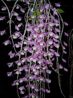 Carica l'immagine nel visualizzatore Galleria, Dendrobium aphyllum syn. pierardii "Shining Pink" - Peloric