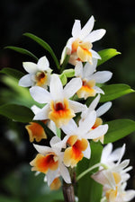 Carica l'immagine nel visualizzatore Galleria, Dendrobium Christy Dawn (Dendrobium christyanum × Dendrobium Dawn Maree)
