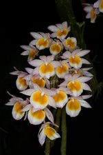 Carica l'immagine nel visualizzatore Galleria, Dendrobium crepidatum