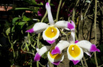Carica l'immagine nel visualizzatore Galleria, Dendrobium crystallinum