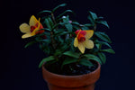 Carica l'immagine nel visualizzatore Galleria, Dendrobium cuthbertsonii