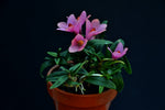 Carica l'immagine nel visualizzatore Galleria, Dendrobium cuthbertsonii