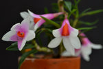 Carica l'immagine nel visualizzatore Galleria, Dendrobium cuthbertsonii