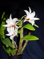 Carica l'immagine nel visualizzatore Galleria, Dendrobium draconis