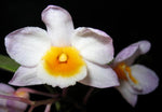 Carica l'immagine nel visualizzatore Galleria, Dendrobium farmeri