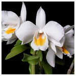 Carica l'immagine nel visualizzatore Galleria, Dendrobium formosum