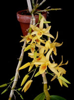Carica l'immagine nel visualizzatore Galleria, Dendrobium landidium x unicum