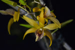 Carica l'immagine nel visualizzatore Galleria, Dendrobium landidium x unicum