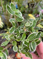 Carica l'immagine nel visualizzatore Galleria, Dendrobium moniliforme Rashatsubame 羅紗燕