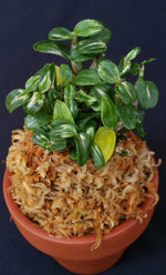 Carica l'immagine nel visualizzatore Galleria, Dendrobium moniliforme Yuuten 幽天