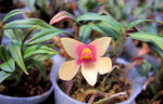Carica l'immagine nel visualizzatore Galleria, Dendrobium Nagomi (D. cuthbertsonii x bracteosum)