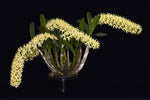 Carica l'immagine nel visualizzatore Galleria, Dendrobium speciosum var. curvicaule