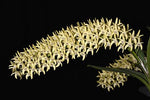 Carica l'immagine nel visualizzatore Galleria, Dendrobium speciosum var. curvicaule