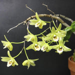 Carica l'immagine nel visualizzatore Galleria, Dendrobium tosaense