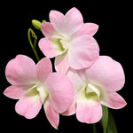 Carica l'immagine nel visualizzatore Galleria, Dendrobium Burana Peach