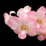 Carica l'immagine nel visualizzatore Galleria, Dendrobium Burana Peach