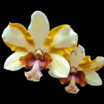 Carica l'immagine nel visualizzatore Galleria, Dendrobium Dragon Eye