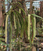 Carica l'immagine nel visualizzatore Galleria, Diaphananthe fragrantissima