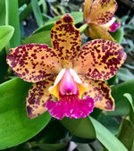 Carica l'immagine nel visualizzatore Galleria, Rhyncholaeliocattleya Durigan 'Aphrodite' - Br Orquidea