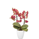 Carica l'immagine nel visualizzatore Galleria, Phalaenopsis Dusty Belle