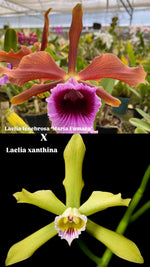 Carica l'immagine nel visualizzatore Galleria, Laelia tenebrosa 'Maria Fumaca' x Laelia xanthina