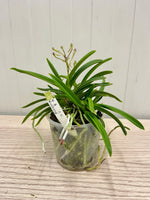 Carica l'immagine nel visualizzatore Galleria, Neofinetia falcata 'Wonhong' 원홍 元紅 - BIG