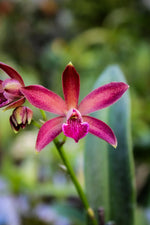 Carica l'immagine nel visualizzatore Galleria, Enanthleya Jairak Kyogu (Guaricyclia Kyoguchi x Cattleya Thospol Spot)