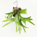 Carica l'immagine nel visualizzatore Galleria, Platycerium bifurcatum