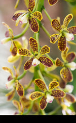 Carica l'immagine nel visualizzatore Galleria, Epidendrum vespa (ex. Encyclia vespa)